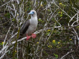 Red-footed booby