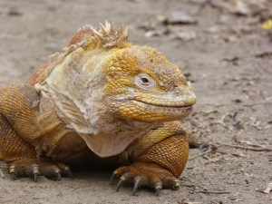 Land iguana